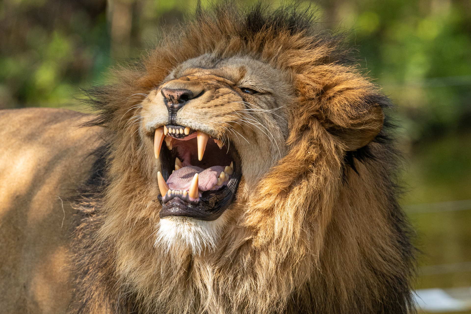 Ein Löwe zeigt seine Zähne