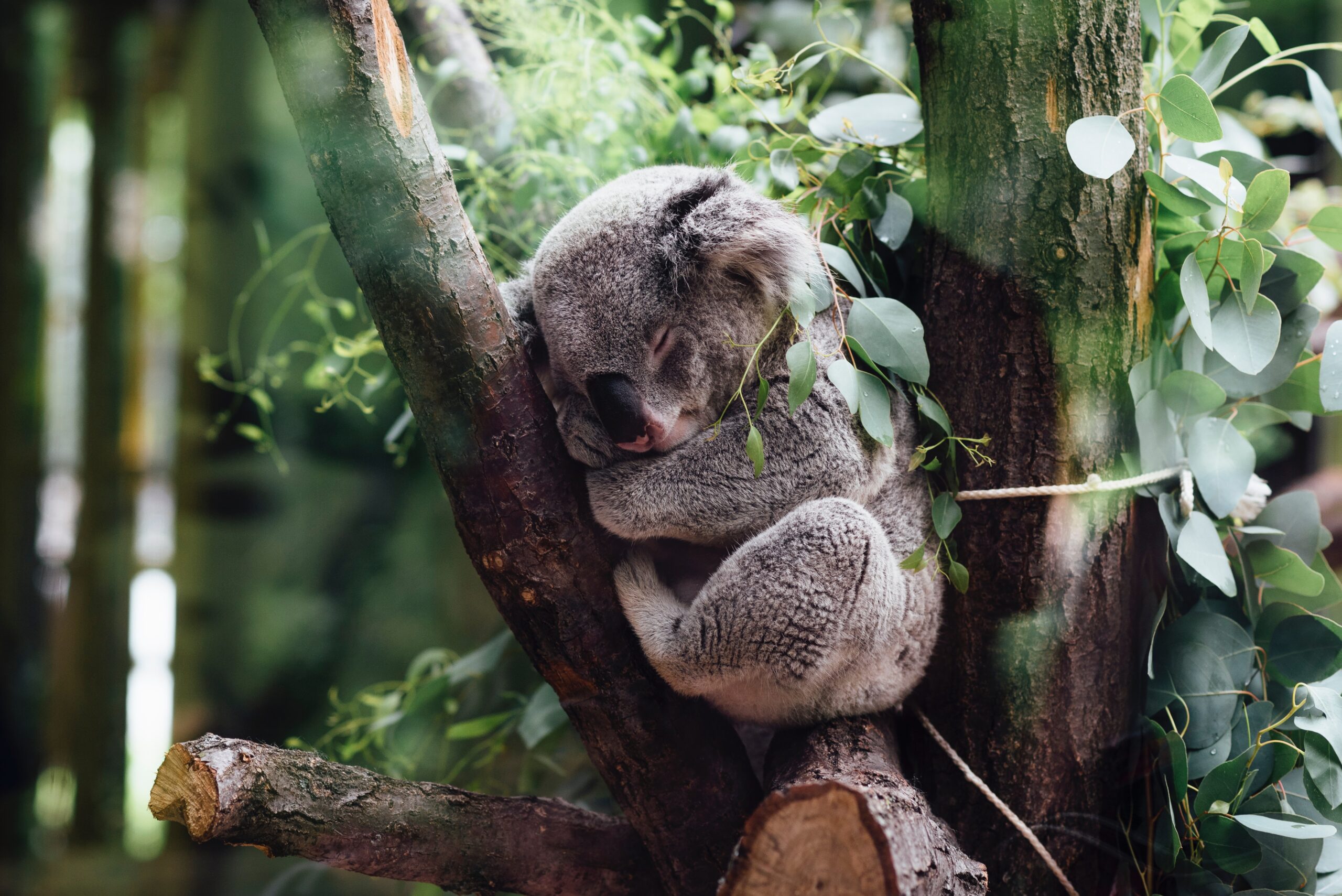 Ein Koala schläft im Baum