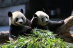 Zu faul für Sex: Zwei Pandas in einem Zoo. Bild: Unsplash