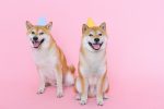 Shiba Inus