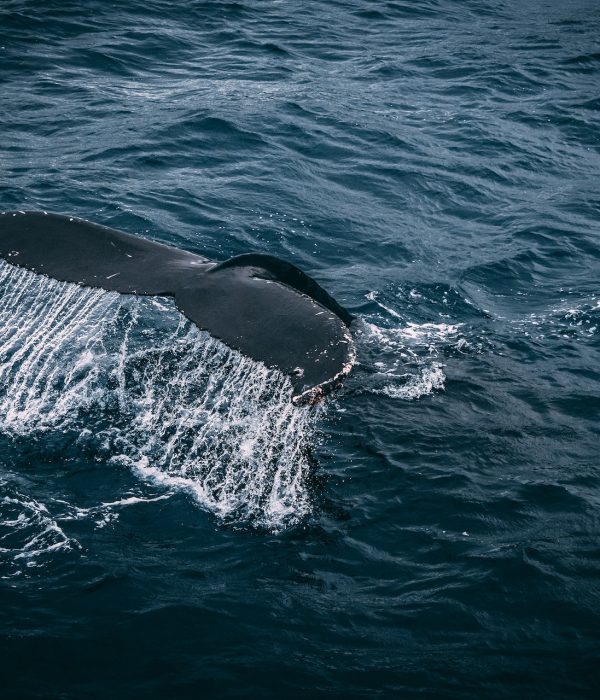 Der Walfang ist auf den Färöer-Inseln noch immer verbreitet