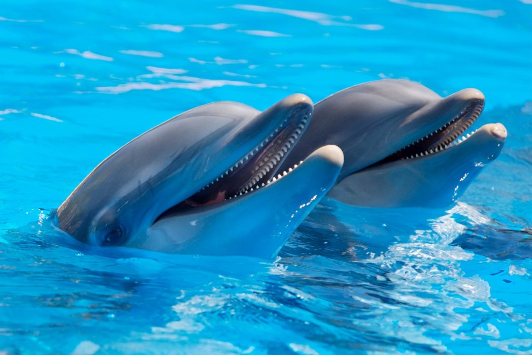Delphin-Geräusche nachmachen (Bild: ©Pexels)