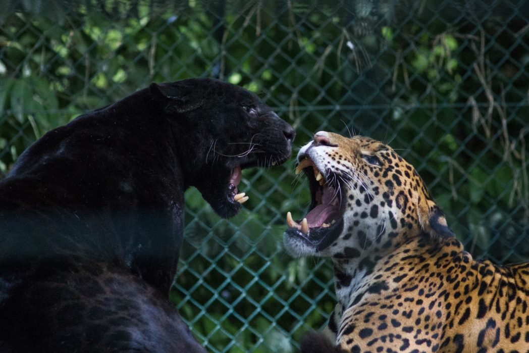 Fun Fact: Wusstest du, dass der sogenannte Schwarze Panther gar keine eigene Art ist? Eigentlich handelt es sich um eine Art Pigmentstörung von beispielsweise Leoparden oder Jaguaren. Wenn man genau hinsieht, erkennt man auch das Fellmuster. Bei Schwarzen Panthern handelt es sich also um Leoparden oder Jaguare. (Bild: ©Unsplash)