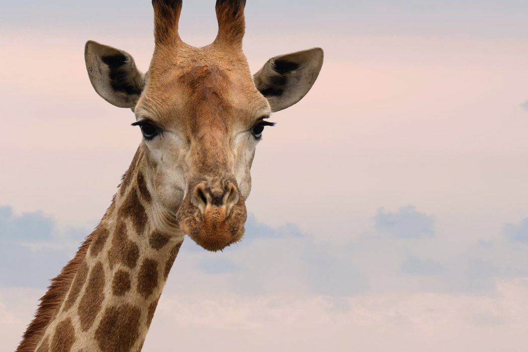 Wusstet ihr, dass die Flecken von Giraffen unter anderem zur Temperaturregulierung dienen und ihnen dabei helfen könnten, Individuen und Familien zu erkennen? Forscher fanden heraus, dass die Überlebenschance von Jungtieren höher ist, wenn das Fellkleid besonders unregelmäßig ist. So können sich Giraffen auch besser tarnen. (Bild: ©Pexels)