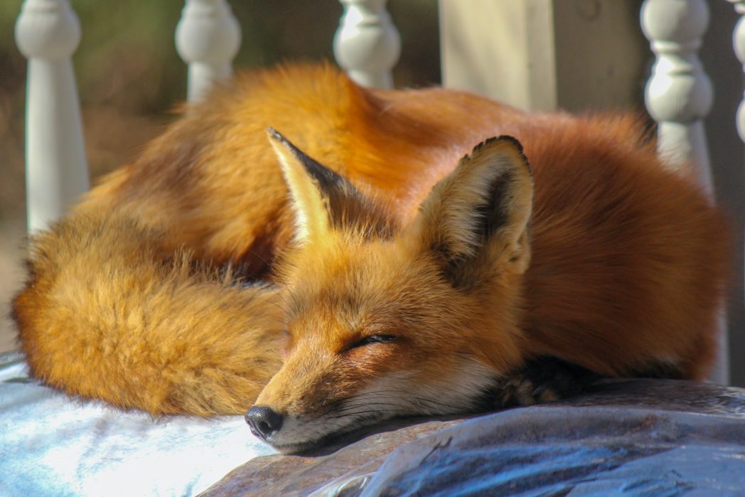 Ein so leuchtendes Fell in Kombination mit so einem eleganten Körper hat wohl nur der Fuchs! (Bild: ©Pexels)