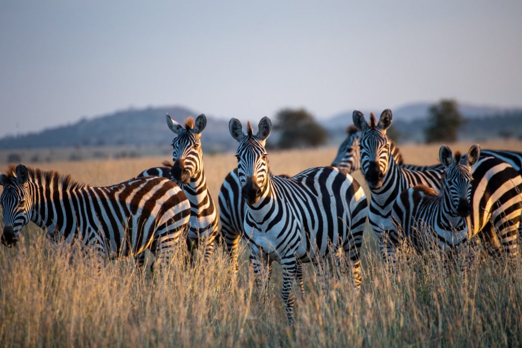Es gibt Tiere, die in jeder Hinsicht besser aussehen als wir: spektakulärer, majestätischer, cooler - und dabei sind sie trotzdem noch ziemlich süß! Zebras sind mit ihrem verrückten Fellmuster nur das erste Beispiel. Es folgen zwölf weitere wunderschöne Tiere. (Bild: ©Pexels)