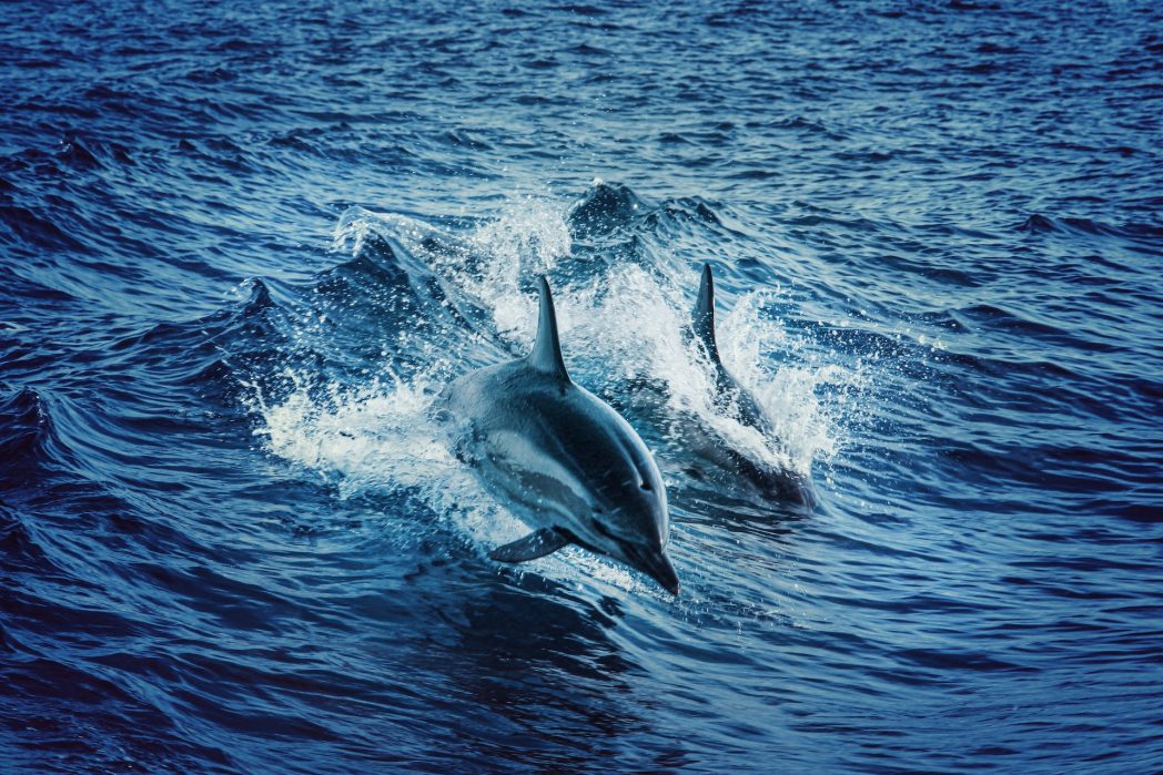 Delfine sehen nicht nur cool aus, sie sind ihren Tierkollegen auch um einiges überlegen: Wusstet ihr, dass Delfine Freundschaften pflegen und darüber hinaus sogar Spaß am Akt der Fortpflanzung haben? (Bild: ©Pexels)