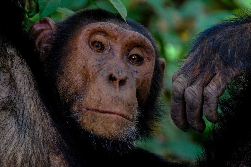 Schimpansen, unsere nächsten Verwandten im Tierreich, beeindrucken durch ihre hoch entwickelte soziale Intelligenz. In ihren komplexen Gemeinschaften pflegen sie enge Bindungen und entwickeln sogar individuelle Namen für ihre Artgenossen. Ihre Fähigkeit zur Werkzeugnutzung ist bemerkenswert, da sie Blätter als Werkzeuge verwenden, um Insekten zu fangen, und Stöcke verwenden, um an Futter zu gelangen. Schimpansen zeigen auch kulturelle Intelligenz, indem sie bestimmte Verhaltensweisen an die jüngere Generation weitergeben, und sie sind in der Lage, sich an veränderte Umweltbedingungen anzupassen. (Bild: ©Pexels)