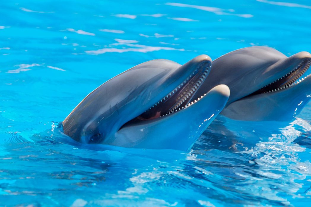 Delfine gelten als äußerst intelligente Meeressäugetiere, die für ihre soziale Intelligenz und ihr komplexes Kommunikationssystem bekannt sind. Sie leben in engen Gemeinschaften und arbeiten oft zusammen, um zu jagen und sich vor Raubtieren zu schützen. Ihre Fähigkeit zur Kommunikation und zur Anpassung an verschiedene Situationen zeigt ihre bemerkenswerte kognitive Leistungsfähigkeit. Delfine sind auch in der Lage, geistig anspruchsvolle Aufgaben zu lösen und sich an veränderte Umgebungen anzupassen. (Bild: ©Pexels)