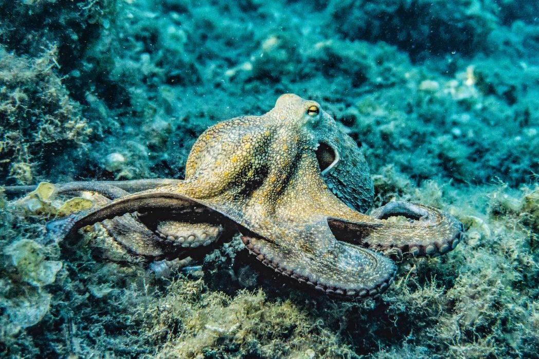 Oktopusse zeigen eine beeindruckende Problemlösungsfähigkeit, wenn es darum geht, an Nahrung zu gelangen. Ihr Gedächtnis ermöglicht es ihnen, sich an vergangene Erfahrungen zu erinnern und daraus zu lernen. Diese Meeresbewohner sind äußerst geschickt im Umgang mit ihrer Umwelt und in der Art und Weise, wie sie Herausforderungen bewältigen. Fun Fact: Wusstest du, dass ein weiterer Plural von Oktopus Oktopeden lautet? (Bild: ©Pexels)