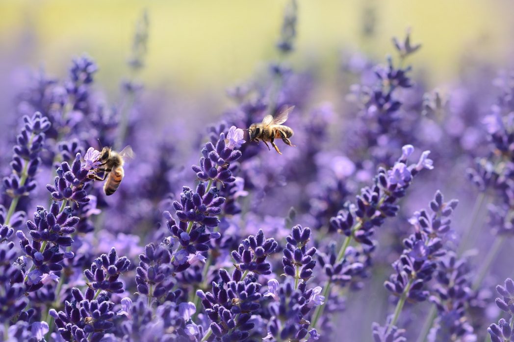 Bienen sind erstaunliche soziale Insekten, die sich durch ihre bemerkenswerte Schwarmintelligenz auszeichnen. Innerhalb eines Bienenstocks arbeiten sie in perfekter Koordination zusammen, um komplexe Aufgaben zu bewältigen. Ihre Fähigkeit zur Kommunikation erfolgt durch spezielle Tanzmuster, die Informationen über die Lage von Nahrungsquellen vermitteln. Bienen sind äußerst präzise Navigatoren und können nach dem Sammeln von Nektar und Pollen mühelos zum Bienenstock zurückkehren. (Bild: ©Pexels)