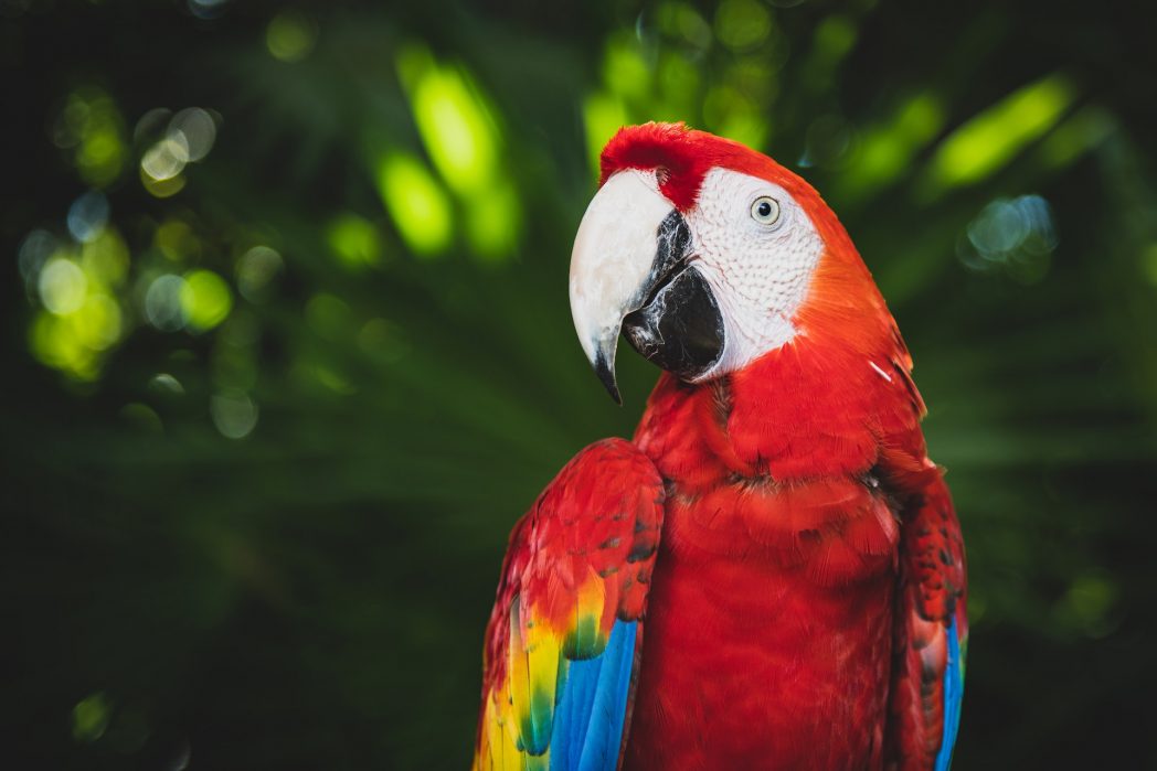 Papageien sind faszinierende Vögel, die durch ihre bemerkenswerte Fähigkeit zur Sprachimitation und zum Erlernen von Wörtern und Sätzen beeindrucken. Ihre Intelligenz zeigt sich nicht nur in ihrer sprachlichen Begabung, sondern auch in ihrem Verständnis von Zusammenhängen und Bedeutungen. Sie können auf verschiedene Situationen angemessen reagieren und entwickeln ein Verständnis für menschliche Emotionen.  (Bild: ©Pexels)