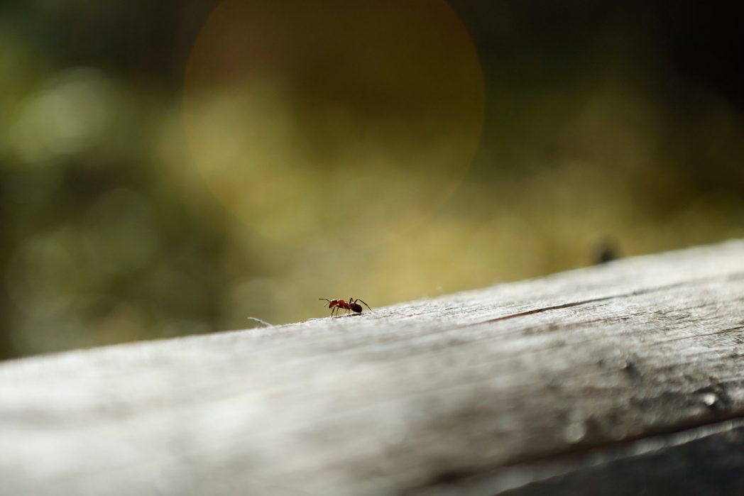 Ameisen sind erstaunliche Beispiele für Insekten mit kollektiver Intelligenz. Sie leben in hochorganisierten Kolonien, in denen jede Ameise eine spezifische Aufgabe erfüllt. Die Fähigkeit der Ameisen, effektiv zu kommunizieren und Aufgaben gemeinsam zu lösen, ermöglicht es ihnen, komplexe Bauwerke zu errichten, Nahrung zu beschaffen und Feinde abzuwehren. Ihre kooperative Jagdstrategie und ihre Fähigkeit zur Anpassung an verschiedene Umgebungen unterstreichen ihre kollektive Intelligenz. (Bild: ©Pexels)