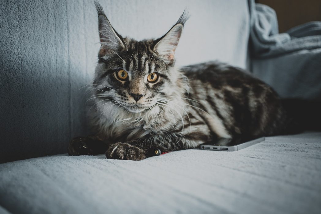 Du willst eine Hauskatze, die den Titel „Stubentiger“ nicht nur aus Jux trägt? Dann ist vielleicht eine dieser Katzenrassen die richtige für dich! Vorausgesetzt natürlich, du kannst für deine Katze auch entsprechend sorgen. Ein riesiger Flauscheball klingt zwar schon verlockend, geht aber auch mit einer gewissen Verantwortung einher. (Bild: © Unsplash)