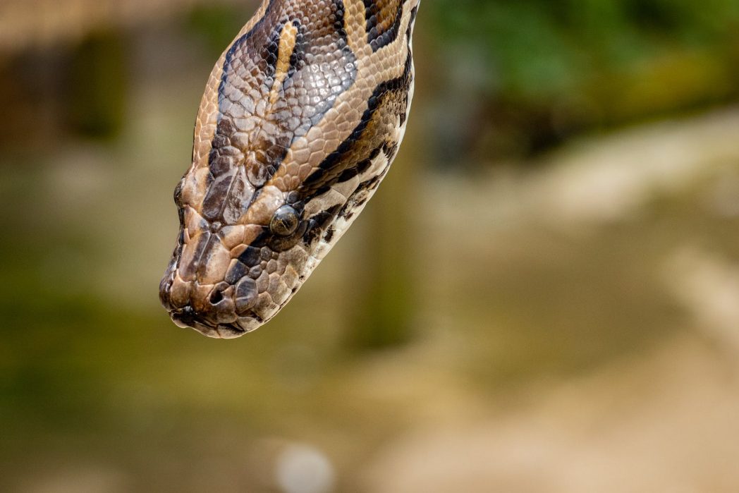 Manche Schlangen wie Boas und Pythons besitzen noch immer rudimentäre Beine, die an ihre Evolutionsgeschichte erinnern. Diese befinden sich hinten am Körper und werden daher „Aftersporn“ genannt. Laufen können sie mit diesen Beinen nicht, sie sind aber nichtsdestotrotz faszinierend. (Bild: © Pexels)
