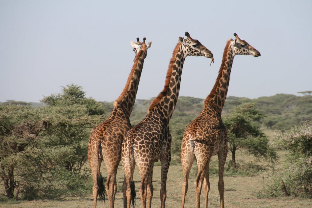 Der Hals einer Giraffe kann bis zu 2,50 Meter lang werden. Umso erstaunlicher ist es daher, dass sie trotz ihrer langen Hälse nur sieben Halswirbel haben – genau wie wir Menschen. (Bild: © Pexels)