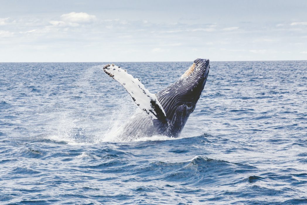 Auf der anderen Seite sind Blauwale die größten Tiere, die jemals auf unserem Planeten gelebt haben. Bei einem Gewicht von bis zu 200 Tonnen fallen übrigens bis zu 2,7 Tonnen allein auf die gewaltige Zunge. (Bild: © Unsplash)