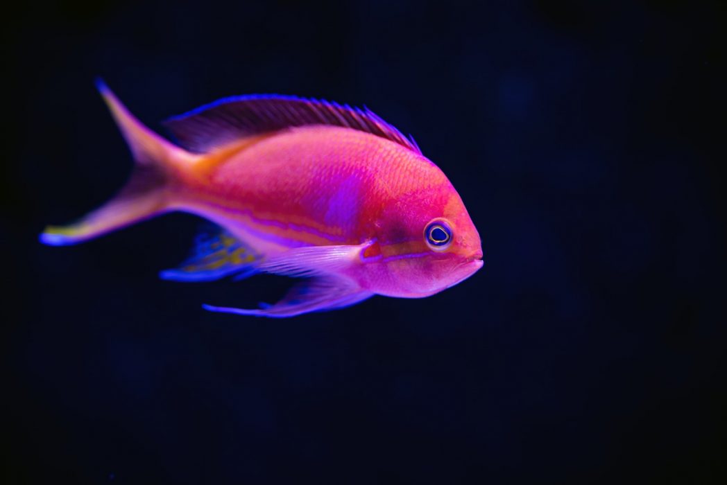 Sie tun dies, um ihre Kiemen von Schmutz oder anderen Fremdkörpern zu befreien. Wenn du also jemals einen Fisch in einem Aquarium husten siehst, weißt du jetzt, warum. (Bild: © Unsplash)