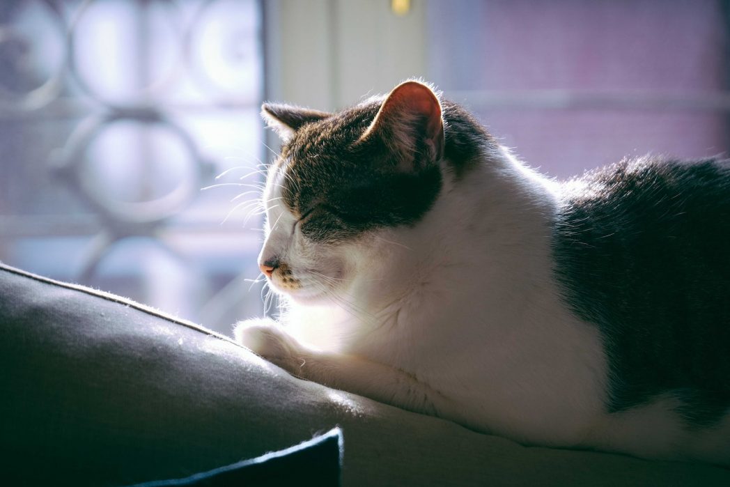 Wenn deine Katze schnurrt, scheinst du so einiges richtig gemacht zu haben: Schnurren ist ein Zeichen von Zufriedenheit, Entspannung und Freude. Es kann aber auch sein, dass deine Katze versucht, dir was mitzuteilen. (Bild: © Pexels) 