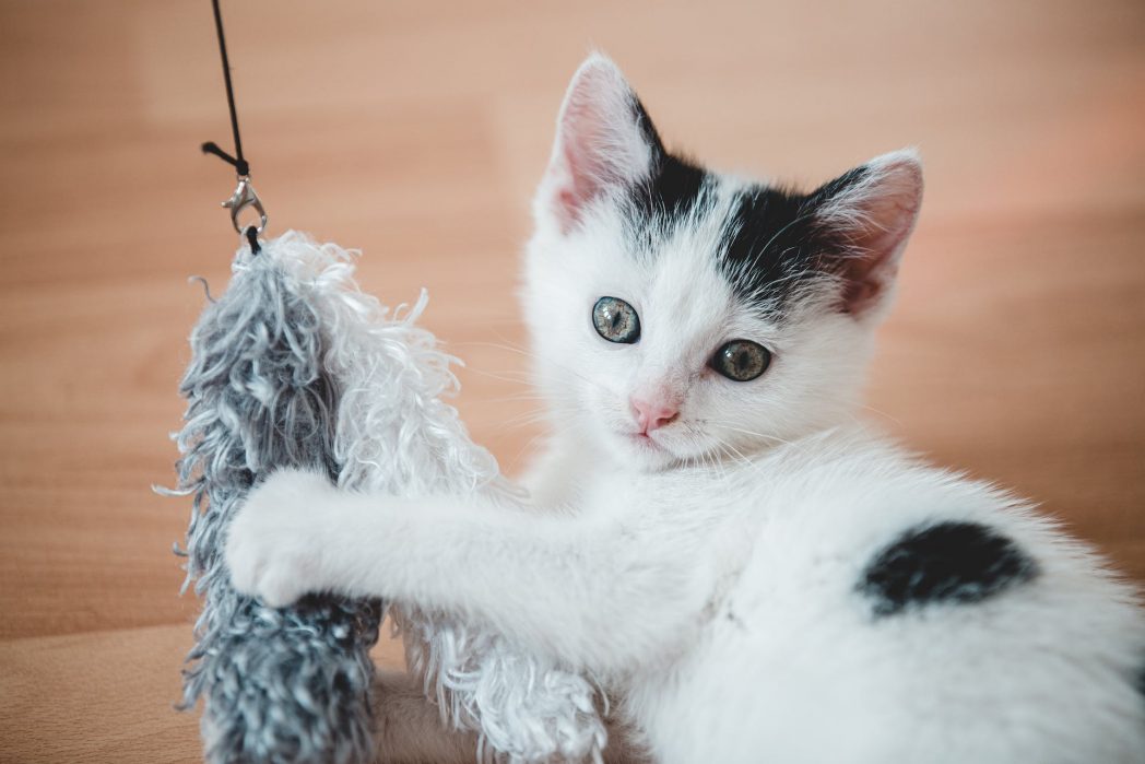 Dabei handelt es sich um ein instinktives Verhalten, das Hauskatzen mit ihren wilden Verwandten gemein haben. Um ihre erlegte Beute nicht an andere Raubtiere abdrücken zu müssen, verstecken viele Großkatzen ihre Beute. (Bild: © Pexels) 