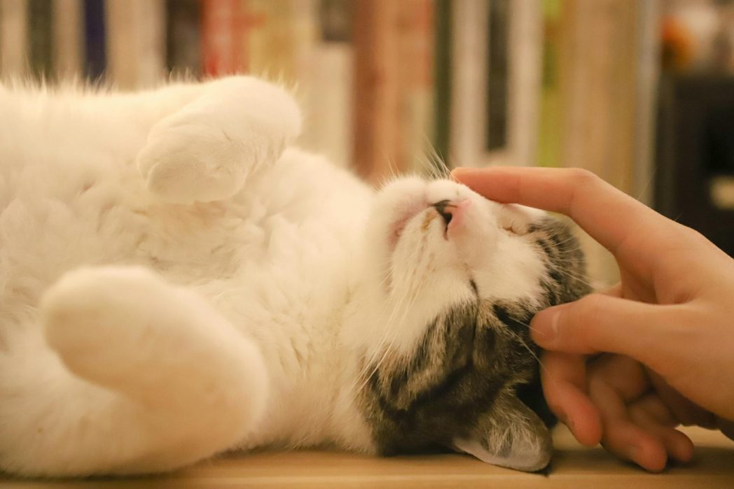 Wenn eine Katze sanft mit ihrem Kopf dich oder andere Tiere anstößt, dann will sie damit ihre Zuneigung zeigen. (Bild: © Pexels) 