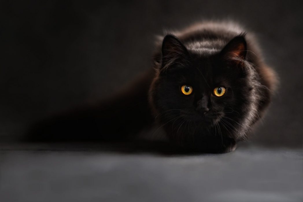 Wenn deine Katze etwas ins Visier genommen hat (zum Beispiel ein Spielzeug), was ihren Jagdinstinkt aktiviert, wird sie sich wie viele andere Großkatzen zuerst anschleichen und schließlich draufstürzen. (Bild: © Pexels) 