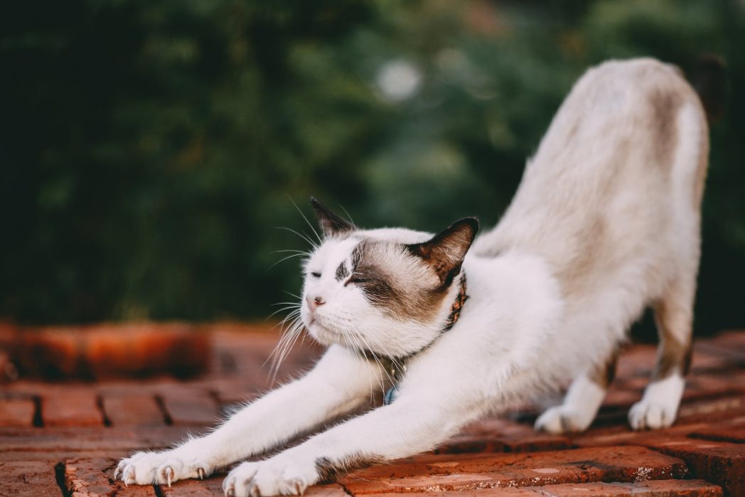 Es sieht nicht nur lustig aus, sondern ist auch vollkommen harmlos: Katzen strecken sich, um nach dem Schlafen ihre Muskeln zu dehnen (so wie auch wir) und wenn sie sich wohlfühlen. (Bild: © Pexels) 