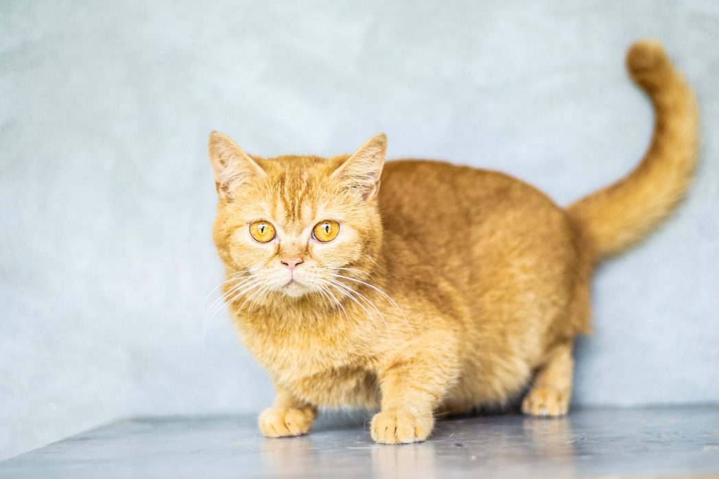 Richten Katzen ihren Schwanz auf und plustern ihr Fell auf, empfinden sie vermutlich Unbehagen. Ein aufgeregter Schwanz weist hingegen auf Spiellaune hin – achte also gut darauf, was dir deine Katze gerade mit etwaigen Schwanzbewegungen mitteilen will. (Bild: © Pexels) 