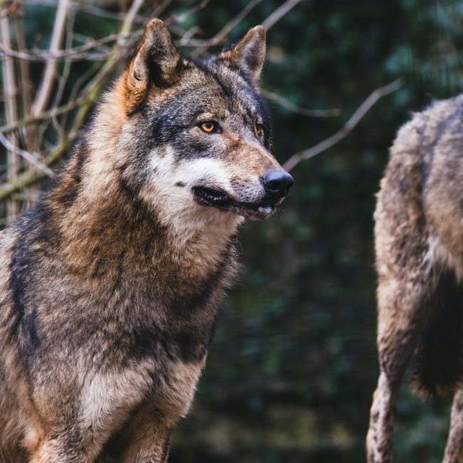 Wölfe