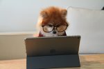 Fixed und Growth Mindset; Bild von Cookie the Pom