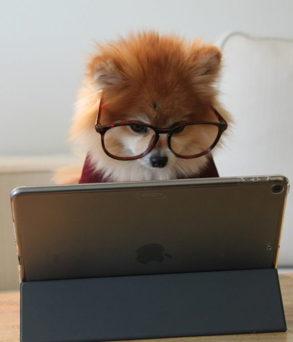 Fixed und Growth Mindset; Bild von Cookie the Pom