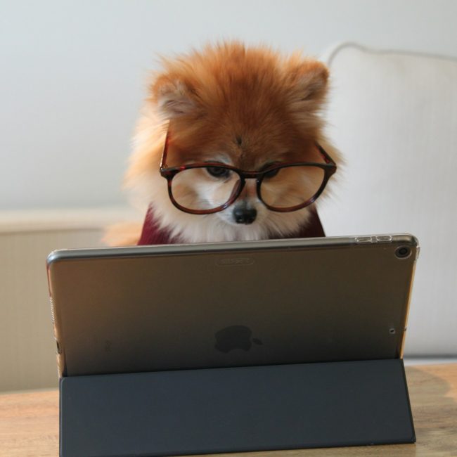 Fixed und Growth Mindset; Bild von Cookie the Pom
