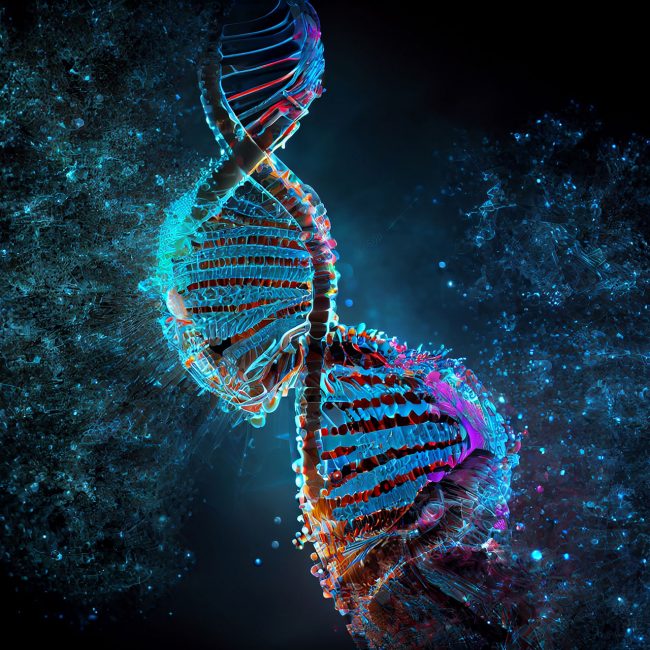 Löst sich das Y-Chromosom langsam auf?