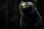 TikTok- Trend: "Mann oder Bär?"